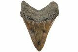 Fossil Megalodon Tooth - South Carolina #312039-1